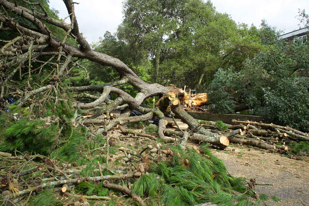 Tree Removal for Businesses in Bala Cynwyd, PA